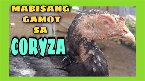 pinakamabisang gamot sa coryza|PINAKAMABISANG GAMOT SA SAKIT NG MANOK. Meron nga .